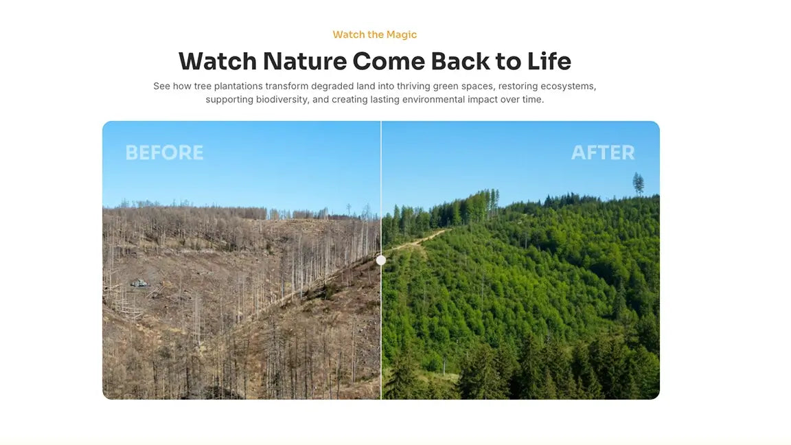 Tree plantation campaign donation Before and after